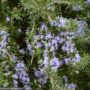 Rosemary – Prostratus – #1 Container